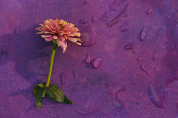 Wet Zinnia flower bloom on purple texture background for mothers day with copy space. - 756776232