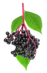 Delicious black elderberry fruit with green leaves isolated on a white background. Ripe berries of Sambucus. - 756776690