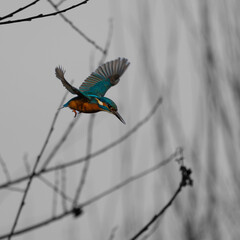 Kingfisher flying