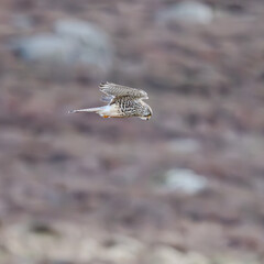 Kestrel hovering