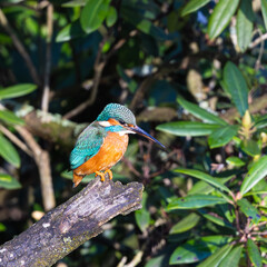 Kingfisher perching 