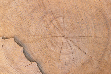 Naklejka premium Texture of a wooden cut. Wood background.
