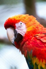 close up of a parrot