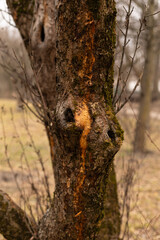 Fototapeta premium protrusions on the bark of a tree