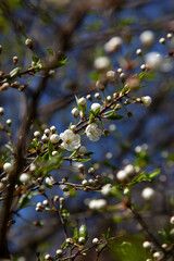branch of a tree