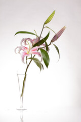 White - pink flower - IX