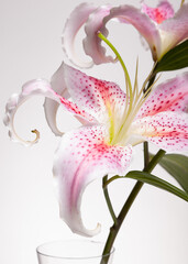 White - pink flower - VIII