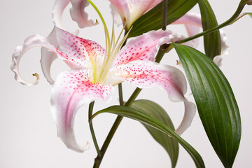 White - pink flower - VII