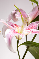 White - pink flower - VI