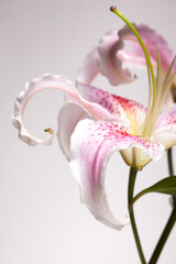 White - pink flower - V