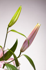 White - pink flower - IV