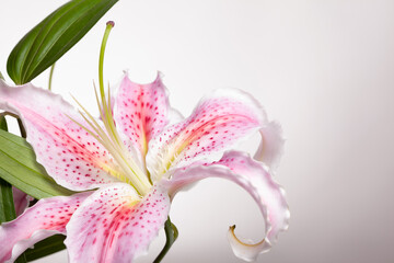 White - pink flower - II