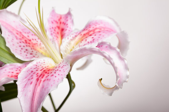 White - pink flower - III