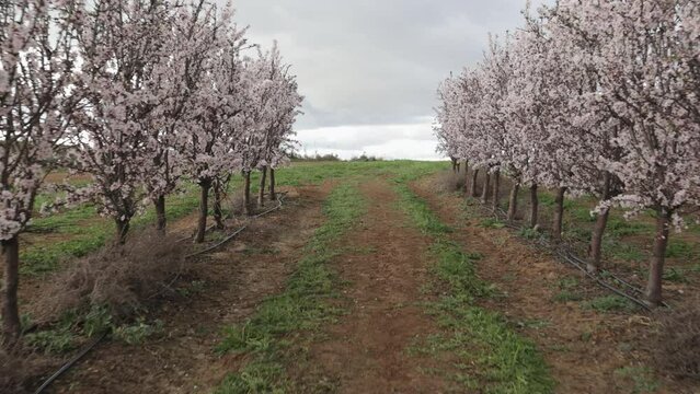 planting almond trees with white and pink flowers in a plantation
