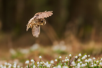 boreal owl or Tengmalm's owl (Aegolius funereus) flying over a forest pallet full of snowbells