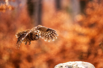 tawny owl (Strix aluco) wants to sit on a rock
