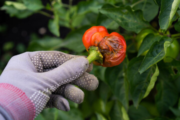 sweet pepper disease, crop rot on the vine, biological pests of vegetables in the garden
