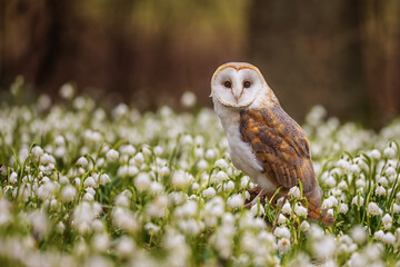 barn owl (Tyto alba) sitting on a forest pallet full of snowbells