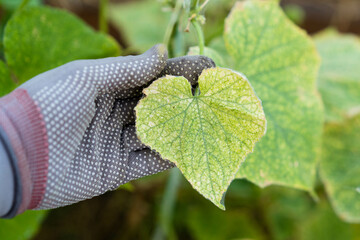Dry and yellow cucumber leaves, the concept of problems in the garden