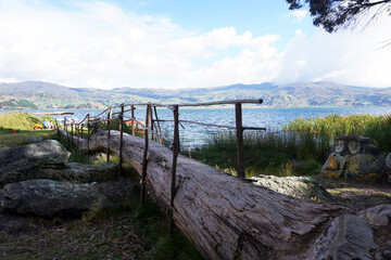 Landscape with a bridge made from a fallen log in Lake Tota