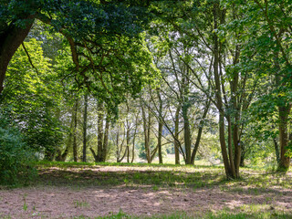 Clearing in a wood with summer foliage