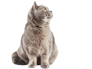 Fototapeta premium british short hair cat looking up, closeup sideview portrait isolated on transparent background