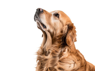 golden retriever looking up, closeup sideview portrait isolated on transparent background - obrazy, fototapety, plakaty