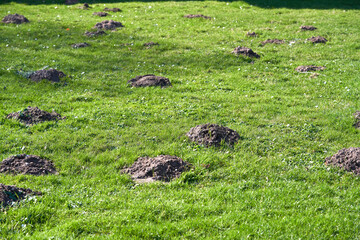 Mole burrows on green grass.