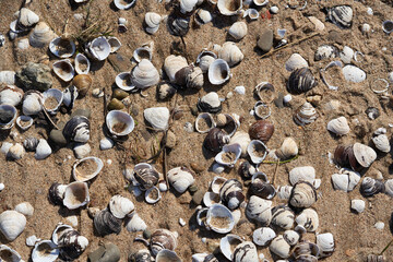 Dry shells in the sand on the riverbank.