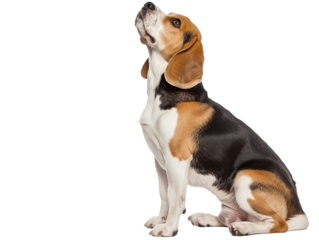 beagle looking up, closeup sideview portrait cutout isolated on transparent background