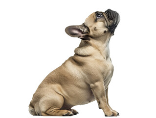 french bulldog looking up, closeup cutout sideview portrait isolated on transparent background - obrazy, fototapety, plakaty