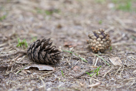 Cedar cones on the ground in the forest.