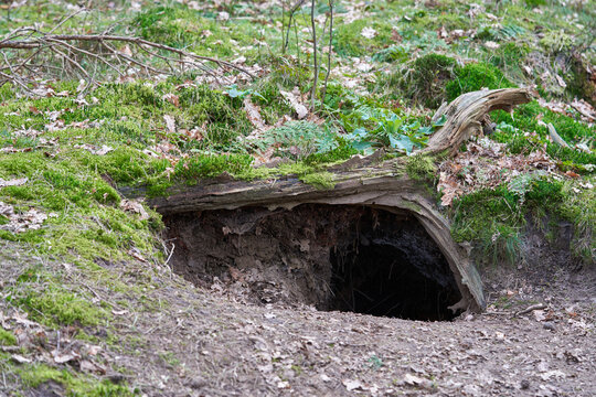 Large burrow in the ground near a downed tree in a summer forest.