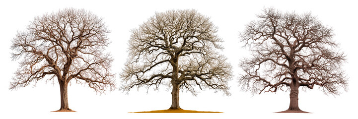 A set of large trees without leaves close-up isolated on a white or transparent background. Oak trees with fallen leaves in winter, side view. Branched tree isolate, design element.