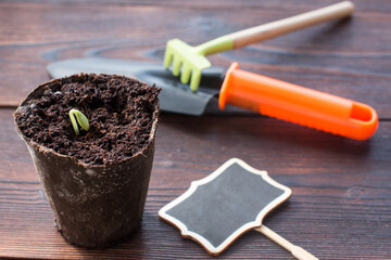 pumpkin seedlings in a peat pot. Gardening