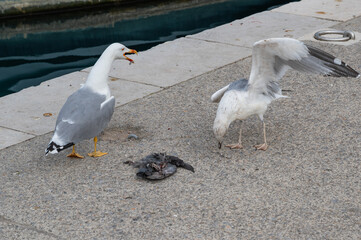 Two seagulls eat the remains of a dead animal. Omnivores, scavengers.