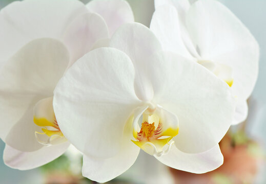 Phalenopsis orchid in full bloom