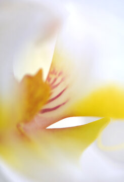 Orchid abstract