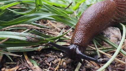 A snail after rain crawling through the grass