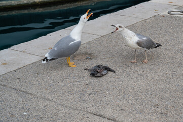 Two seagulls eat the remains of a dead animal. Omnivores, scavengers.
