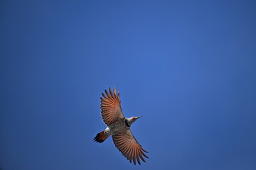 NORTHERN FLICKER