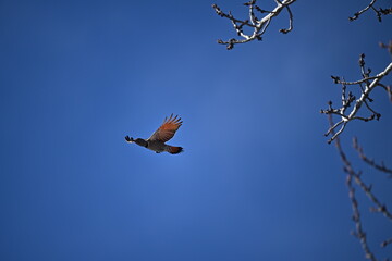 NORTHERN FLICKER