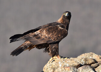 un imponente aguila real en las montañas de españa