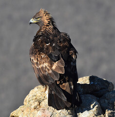 un aguila real en las montañas