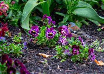 Chaffinch (Fringilla coelebs) - Widespread across Europe, Asia, and North Africa