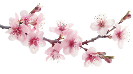 The natural colors of sakura on the flower stalk are isolated on a transparent background. - obrazy, fototapety, plakaty