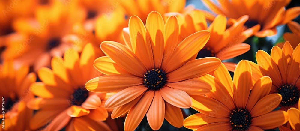 Sticker a macro photograph of orange flowers with a black center, part of the daisy family. these blooming p