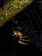 sieciarz jaskiniowy - pająk - obrazy, fototapety, plakaty
