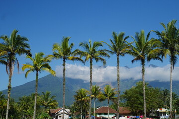 A typical rural view with coconut trees neatly lined up in the foreground and mountains in the background.