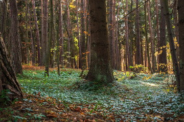 Green dense forest on the threshold of autumn, green trees, nature, stock photo
